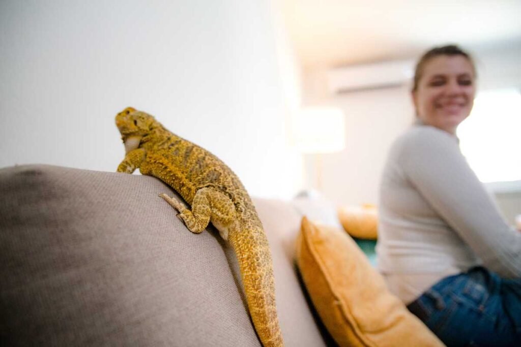 mulher sentada ao lado de animal de extimação exótico: Iguana